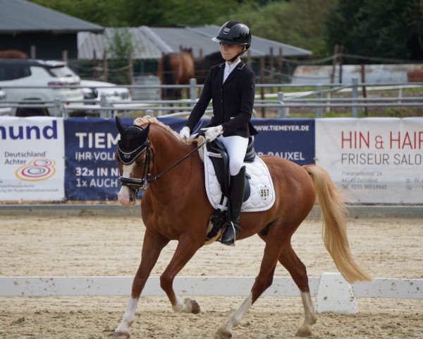 Dressurpferd Lenteblom's Pleasure (Welsh Pony (Sek.B), 2008, von Linde Hoeve's Optimist) Dressurpferd Lenteblom's Pleasure (Welsh Pony (Sek.B), 2008, von Linde Hoeve's Optimist)
