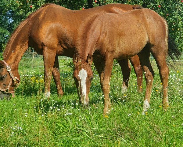 Pferd SK Smart Whiz Amber (Quarter Horse, 2023)