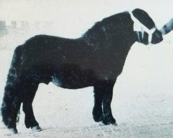 stallion Stelmor of Transy (Shetland Pony, 1956, from Joseph of Marshwood)