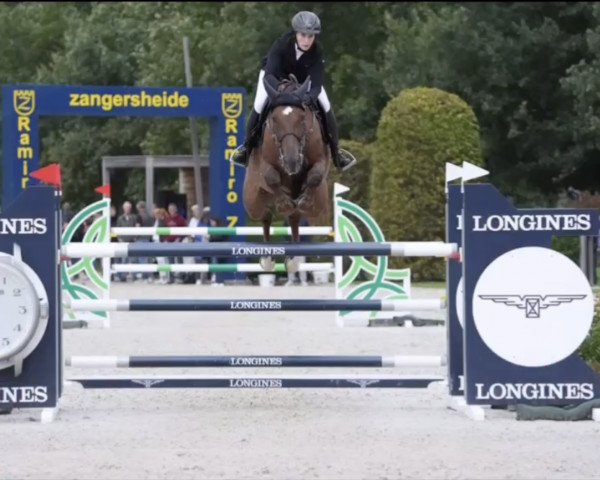broodmare Kanok-M (Holsteiner, 2017, from Kannan) broodmare Kanok-M (Holsteiner, 2017, from Kannan)