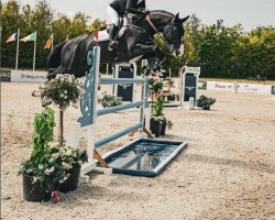 stallion Cavelito (Holsteiner, 2016, from Casall Ask)