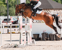 jumper Unica-K (Polish Warmblood, 2015, from Stakkato Gold)