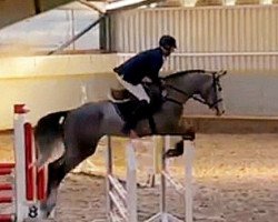 jumper Victor van Heublume (Holsteiner, 2019, from van Gogh)