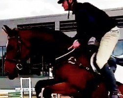 jumper Arjette (Oldenburg, 2006, from Abke 4)