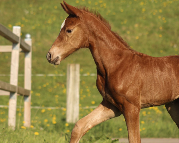 horse Vienna NL (Westphalian, 2022, from Vidar)