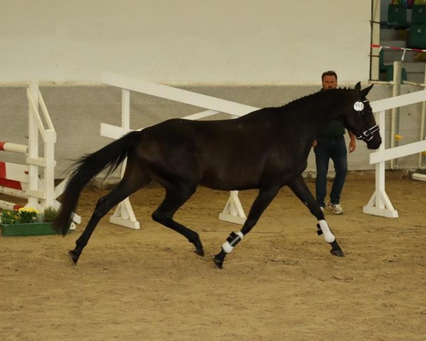 broodmare Zamira (Trakehner, 2019, from Insterburg TSF)