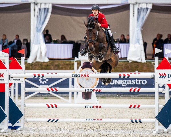 broodmare Diamanta Baloubet (Oldenburg show jumper, 2015, from Darshan)