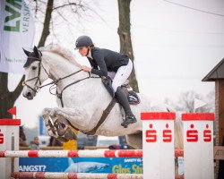 jumper Tarangire (Swedish Warmblood, 2013, from Turmalin 1202)