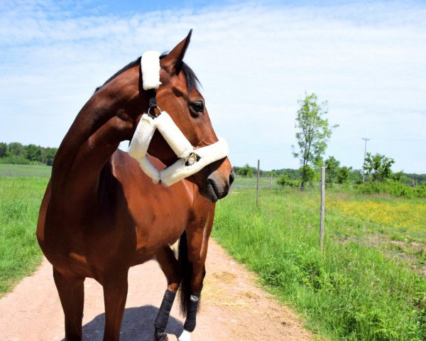horse Lilu 7 (German Sport Horse, 2010, from Colestus)