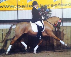 broodmare Pretty - Women 3 (German Riding Pony, 1996, from Black Boy)