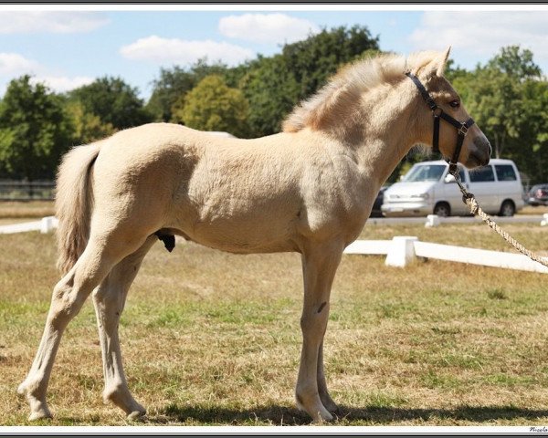 stallion Bennett (Fjord Horse, 2022, from Bram)