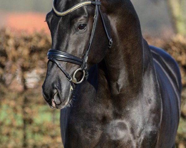 stallion Skyline To B (Swedish Warmblood, 2018, from St. Schufro)