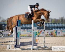 Cavallo da salto Klaradette S (KWPN (Warmblood olandese), 2015, di Arezzo)