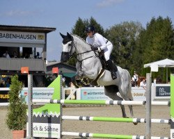 jumper L'Espoir 17 (KWPN (Royal Dutch Sporthorse), 2016, from Grodino)
