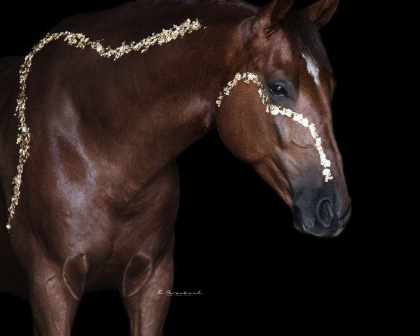 horse Frodo (German Sport Horse, 2019, from Freiherr von Stein)
