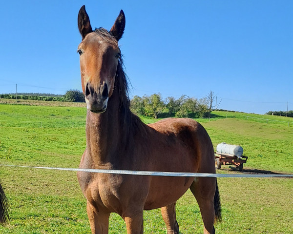 horse Rana Rock'Oli A.R. (Westphalian, 2022, from Bellini Royal)