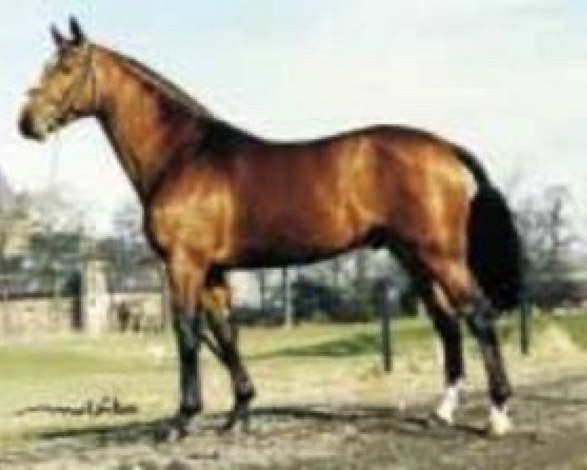 Deckhengst Aydin des Malais (Selle Français, 1988, von Uriel)
