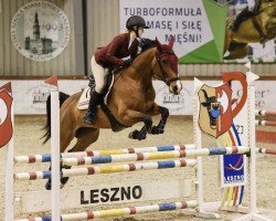 horse Kokaina (Polish Warmblood, 2011, from Goofi R)