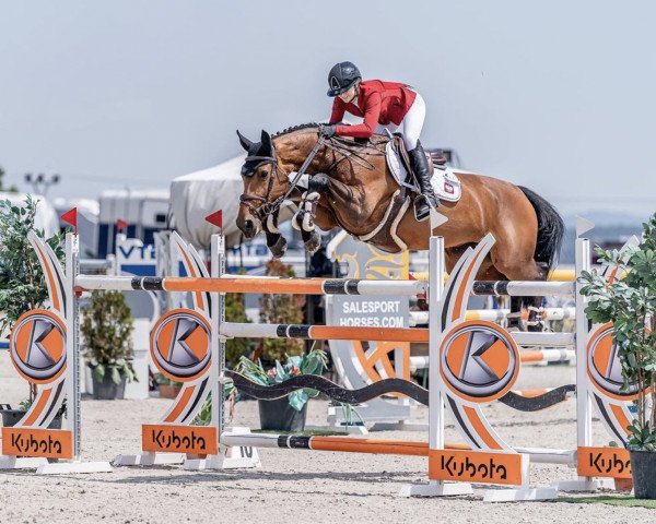 jumper Ninnica Bormes (Belgian Warmblood, 2013, from Elvis Ter Putte)