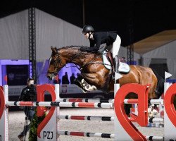 jumper Fereusa (KWPN (Royal Dutch Sporthorse), 2010, from Vincenzo NRW)