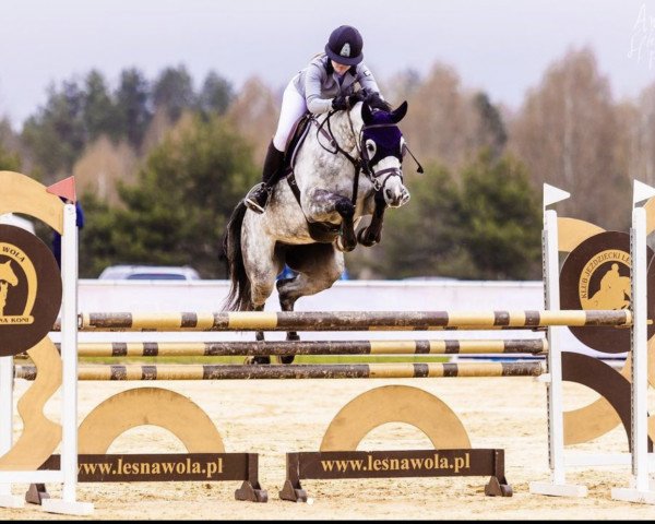 Springpferd Clara Mia (Holsteiner, 2015, von Clarimo Ask)