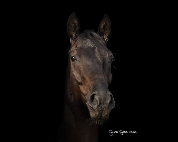 horse For Freedom 7 (German Sport Horse, 2019, from For Final)