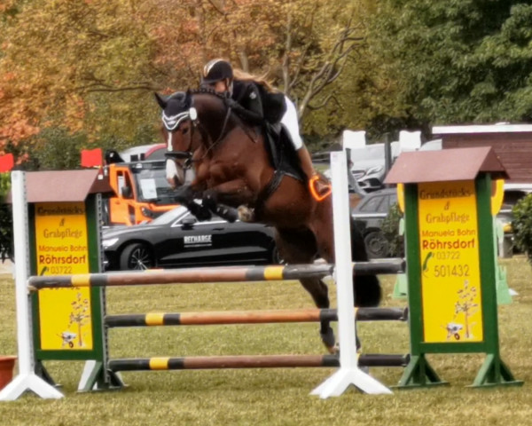 jumper Cebra 2 (German Sport Horse, 2017, from Carleyle)