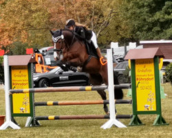 jumper Cebra 2 (German Sport Horse, 2017, from Carleyle)