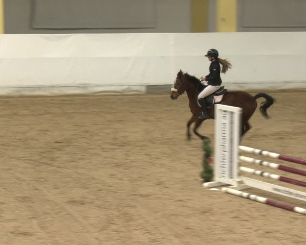 Reitturnier Stadl-Paura 2024