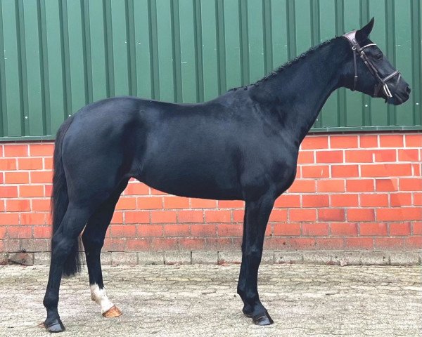 horse Donna's Rikki (Oldenburg, 2019, from Fashion In Black NRW)