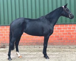 horse Donna's Rikki (Oldenburg, 2019, from Fashion In Black NRW)