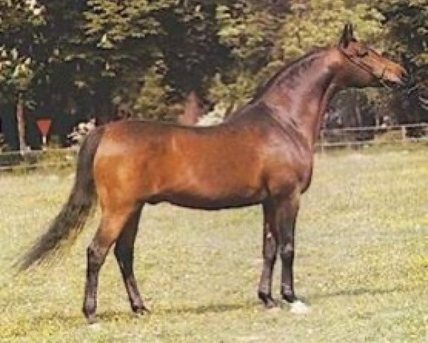 stallion Algomej ox (Arabian purebred, 1973, from Celebes 1949 ox)