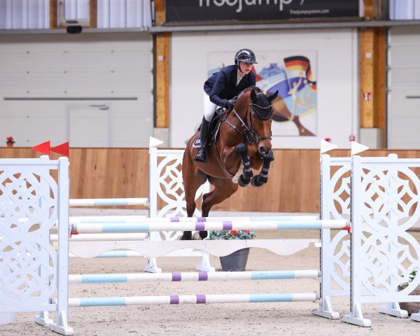 jumper Adele 129 (Oldenburg show jumper, 2018, from Armison)