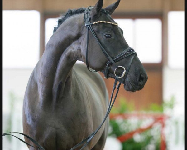 horse Lordamento (Westphalian, 2021, from Lord Europe)