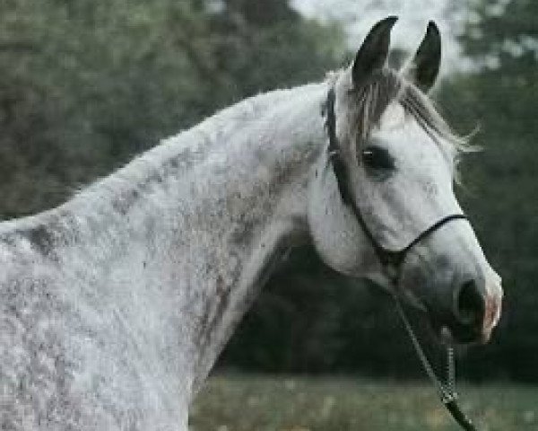broodmare Albania ox (Arabian purebred, 1976, from Gwarny ox)