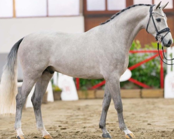 horse Con Fighter (Oldenburg show jumper, 2021, from Cornado II)