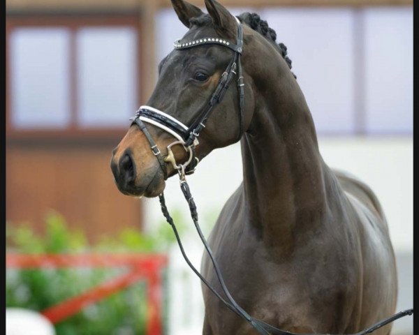 horse Valestos (Westphalian, 2021, from Vaderland OLD)