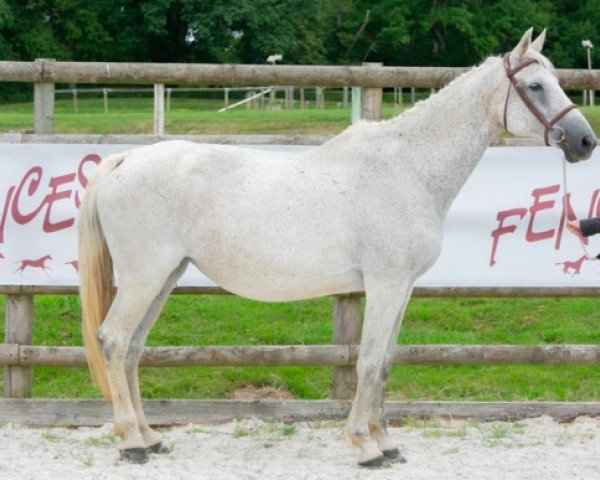 broodmare Lolanda B Z (Zangersheide riding horse, 2002, from Lord Calando)