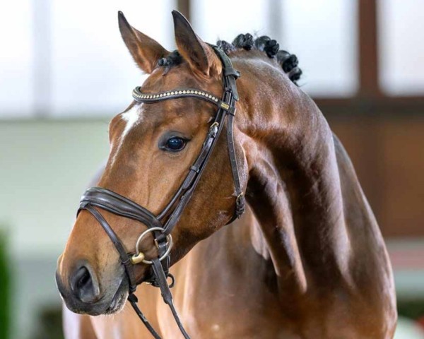 Pferd Fortino (Westfale, 2019, von For Gold OLD)