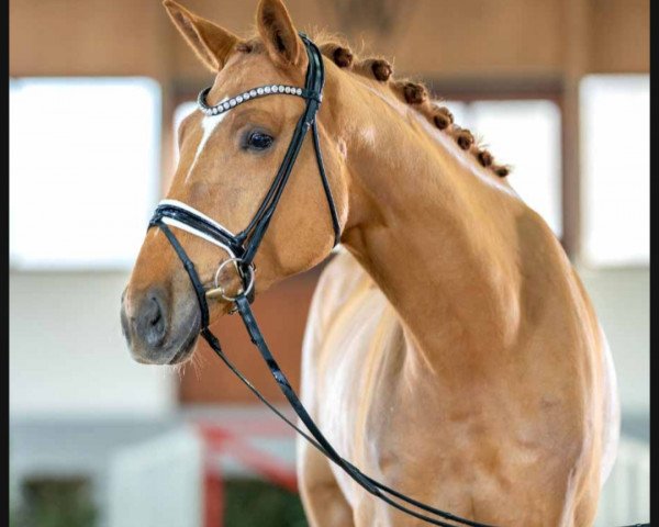 horse Quantico (German Sport Horse, 2018, from Quando Unico FRH)