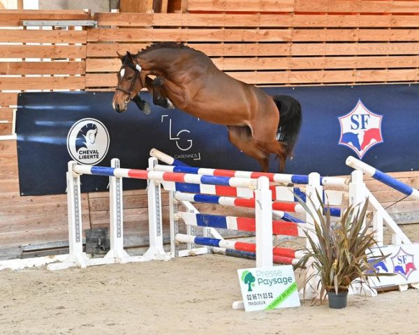 horse Lepavor de Kerglenn (Selle Français, 2021, from Cornet Obolensky)