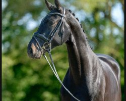 dressage horse Fynchi Fintano (Oldenburg, 2020, from Fynch Hatton)