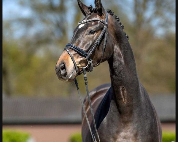 horse Girasol (Westphalian, 2020, from Global Player OLD)