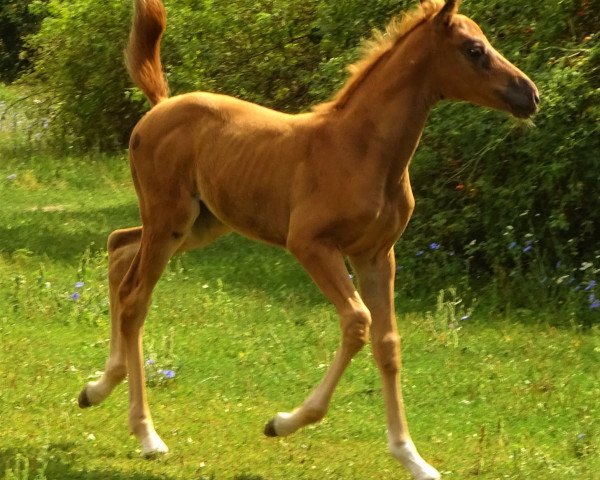 broodmare Macarena N (German Warmblood, 2019, from Maracana)