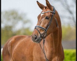 dressage horse San Siro 25 (Westphalian, 2019, from Sezuan's Donnerhall)