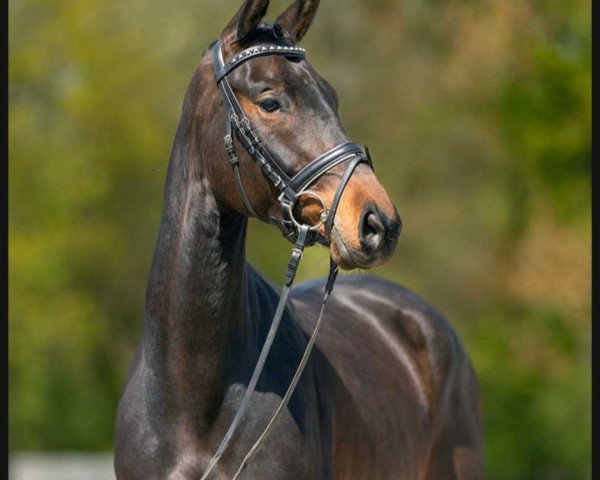 horse Feine Dame (Westphalian, 2019, from Fidelius 41)