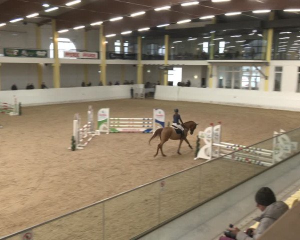 Reitturnier Stadl-Paura 2024