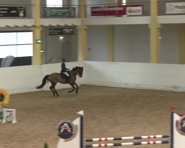 Reitturnier Stadl-Paura 2024