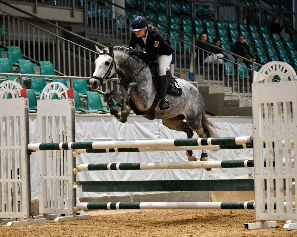 Springpferd Jesuisleboss de Jomat (Französisches Pony, 2019, von Kantje's Ronaldo)