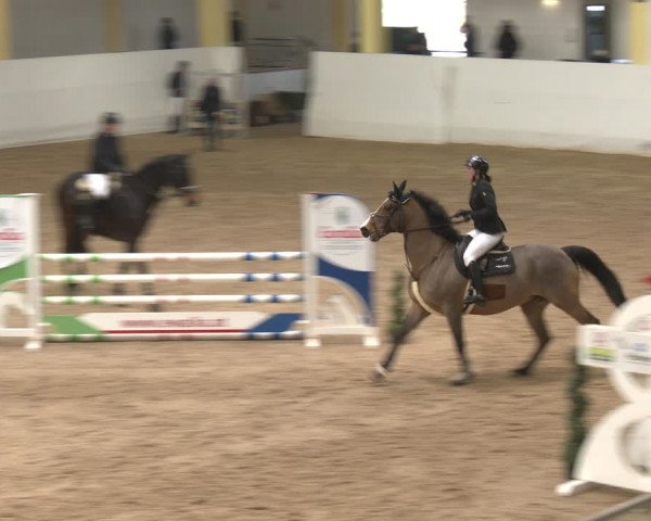Reitturnier Stadl-Paura 2024